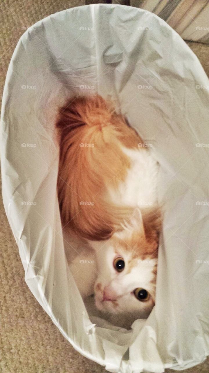 Trash cat