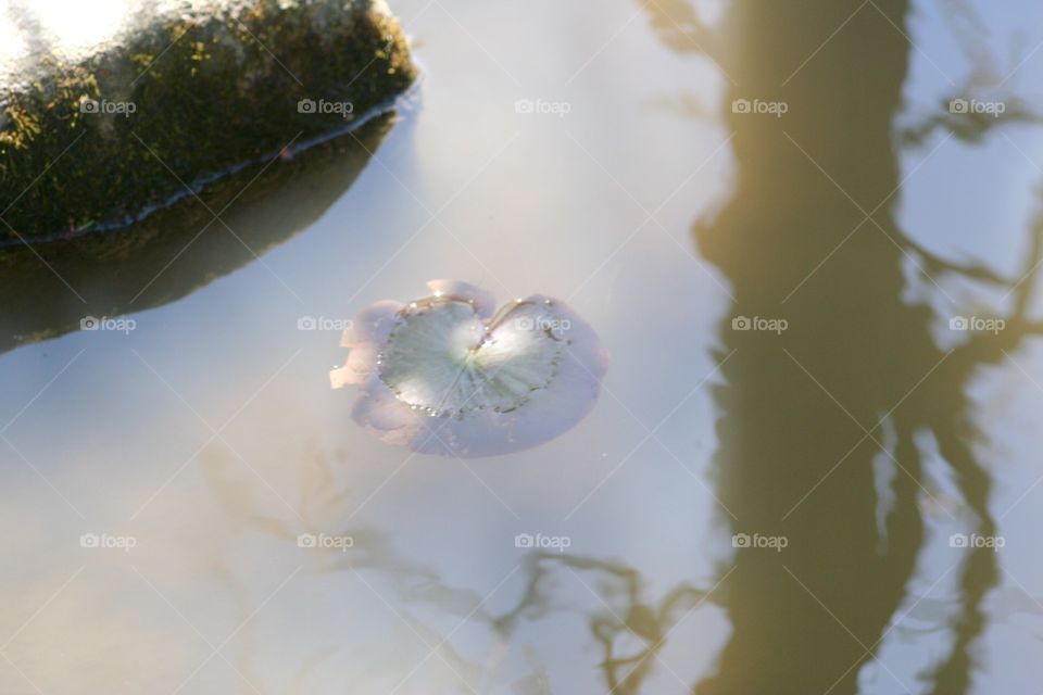 Floating. Lily pad & shadows