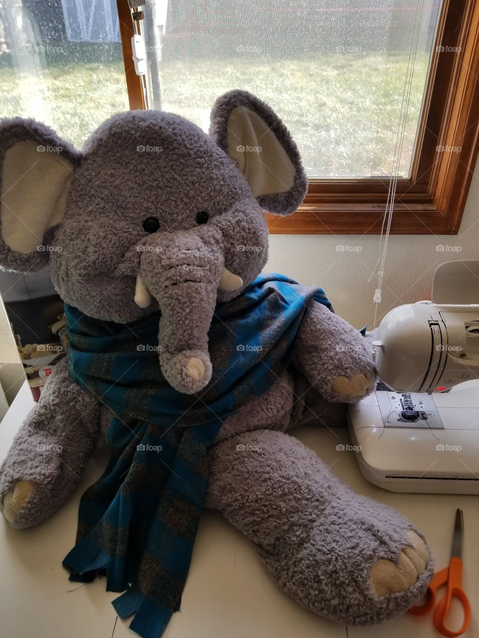 Opie,the elephant..helping with a scarf modeling job!