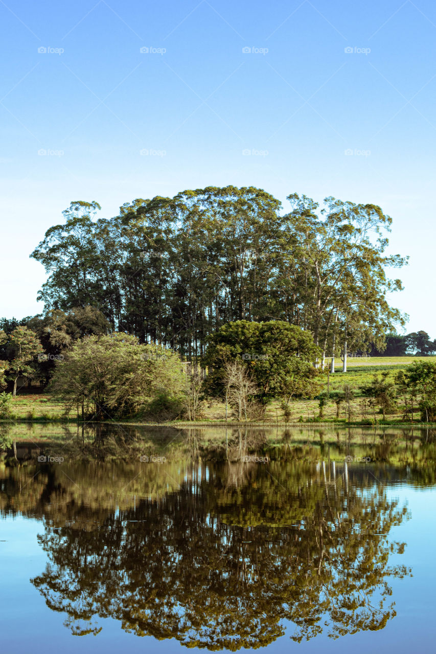 Árvores refletindo na água.