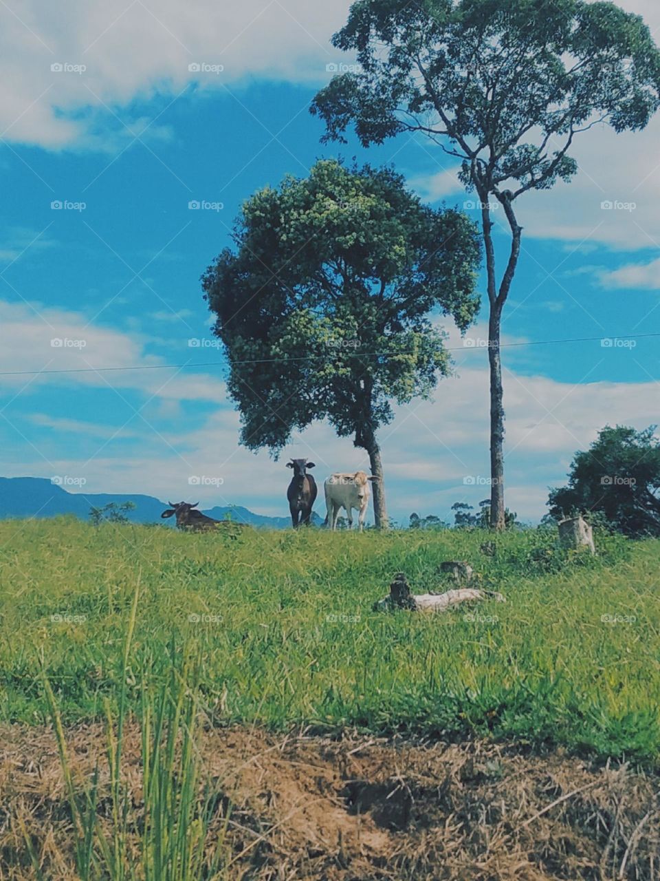 Criaturas pacificas descansando na sombra. Eu as observo, elas me observam.