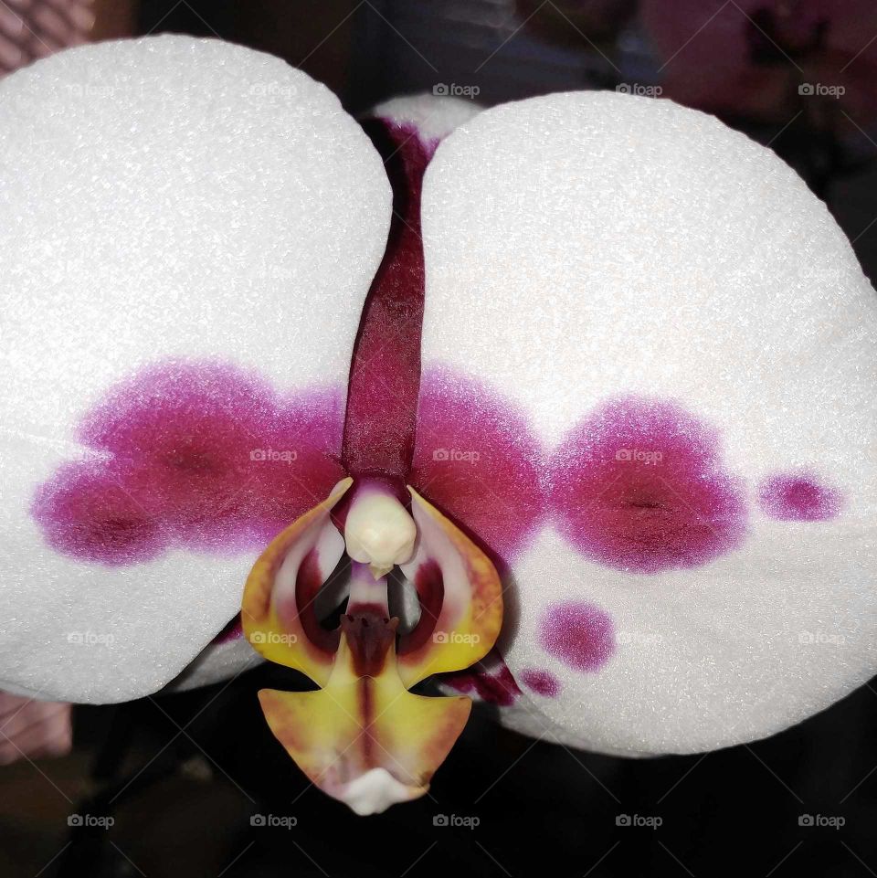 macro shot of orchid