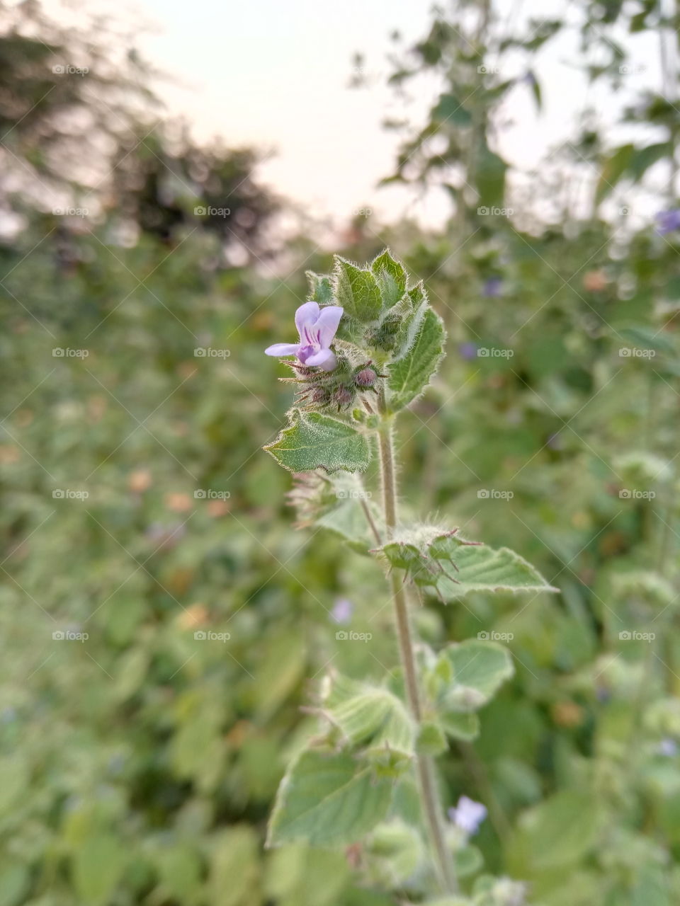 Blu flower full Blu flower