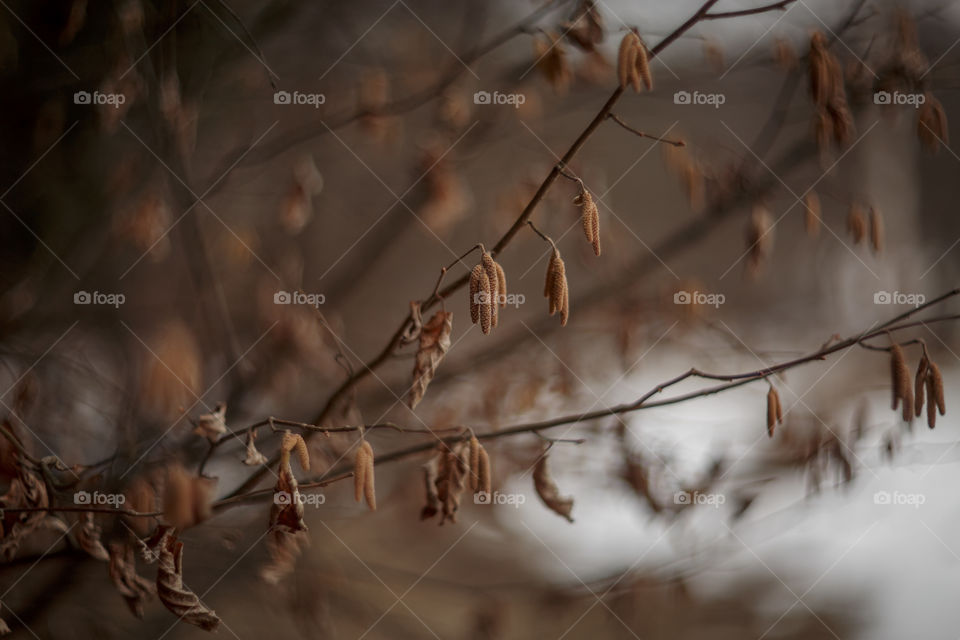 Nature forest details by manual Helios lens