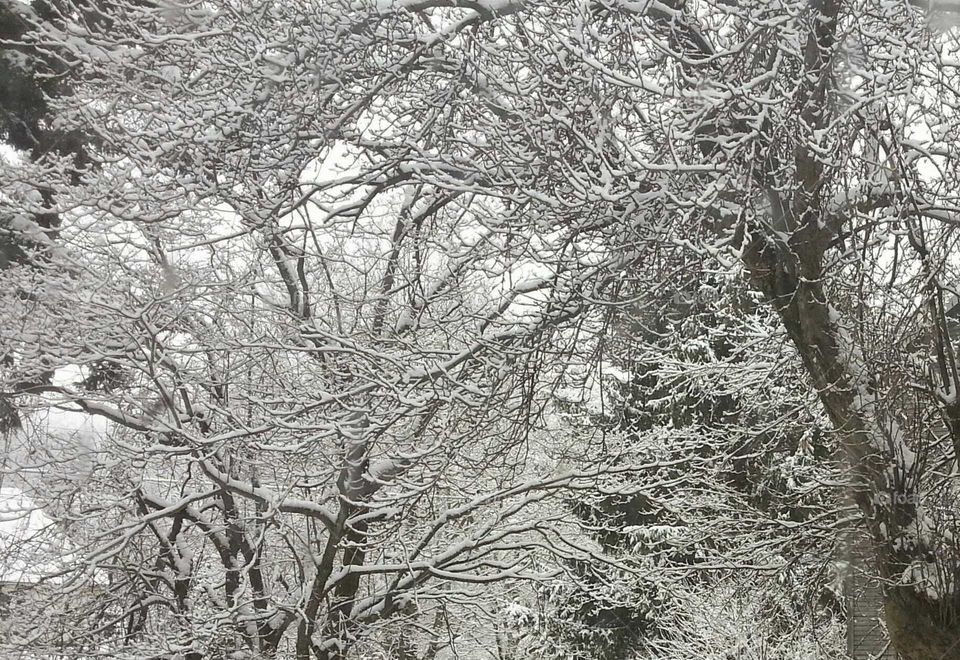 Snow Trees