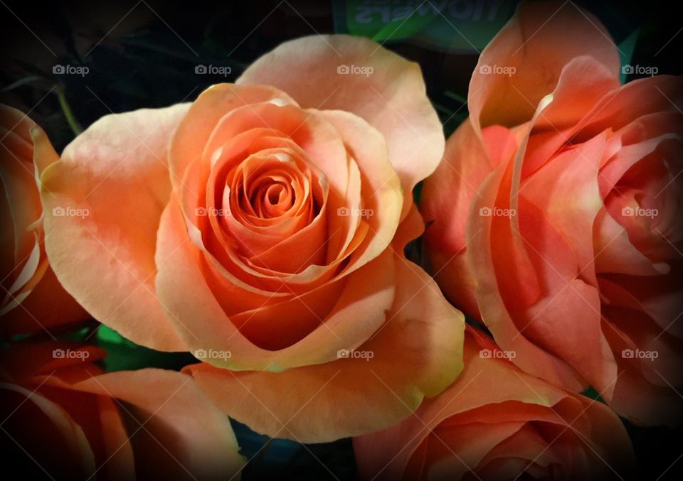 Peach roses