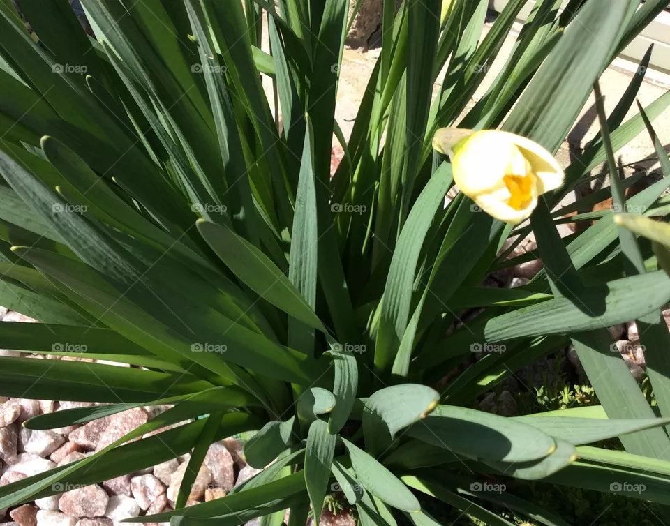 Daffodils