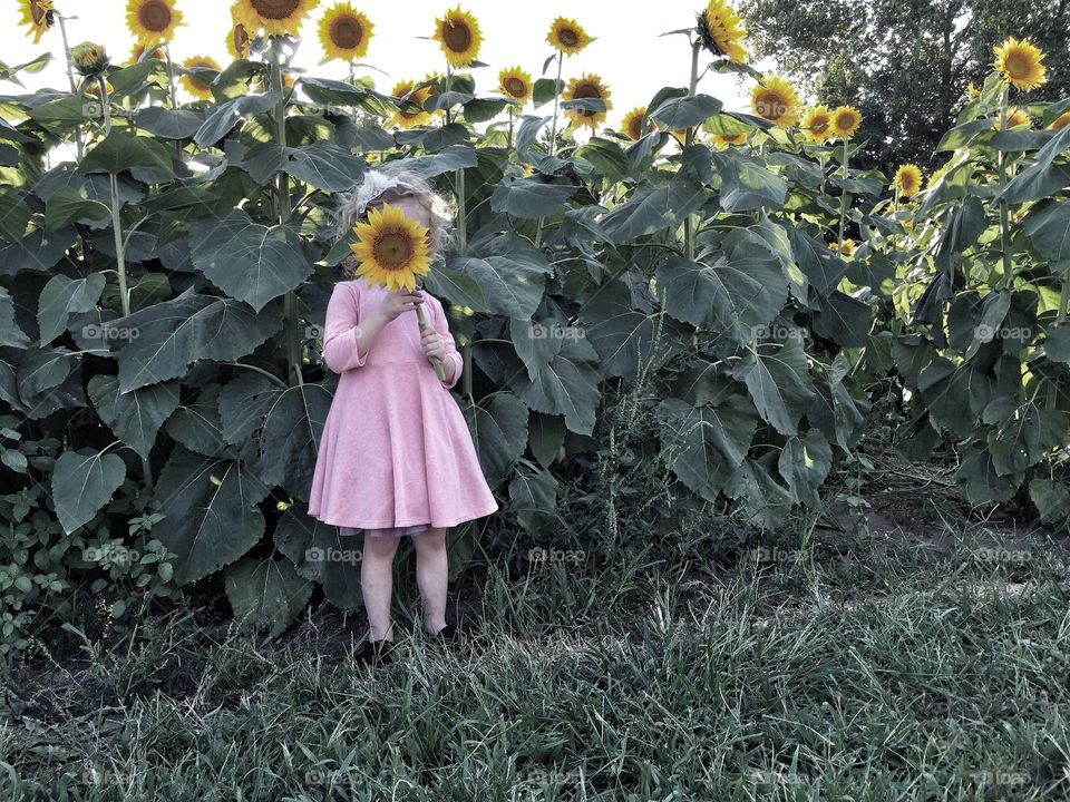 Sun In Her Eyes.

My daughter, standing before a field of sunflowers, held one up to her face. I snapped a quick photo before she pulled it down again.