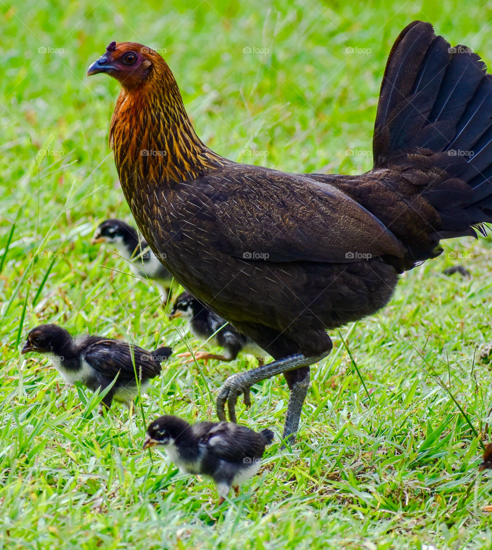 Mother hen on the move with her chicks.