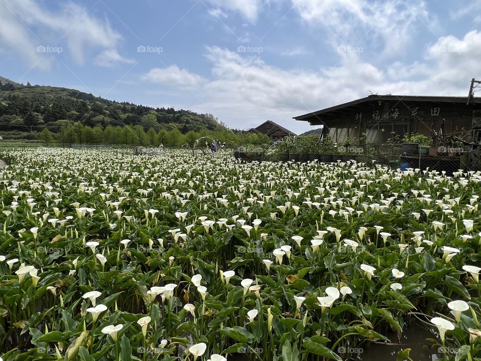 Alocasia in Yang Ming Shan 
