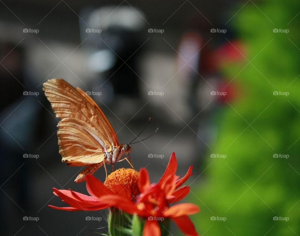 Orange moth feeding atop tropical orange flower blurred background 