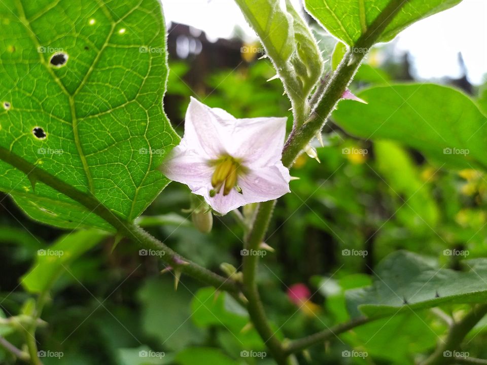 though there is throne flower is beautiful summer season flower summer season vegetable benena