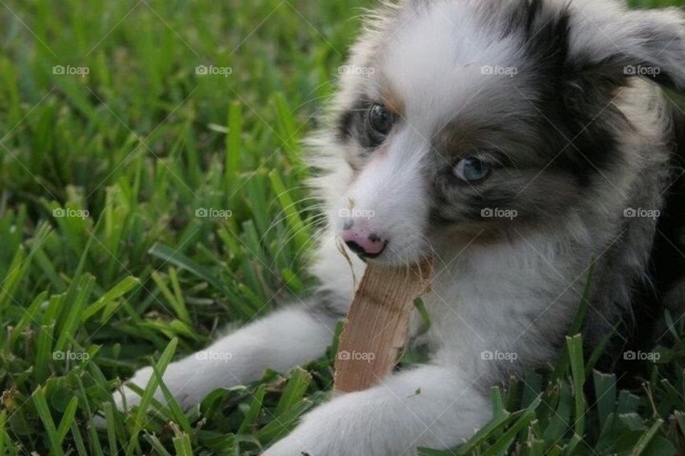 Portrait of a Pup