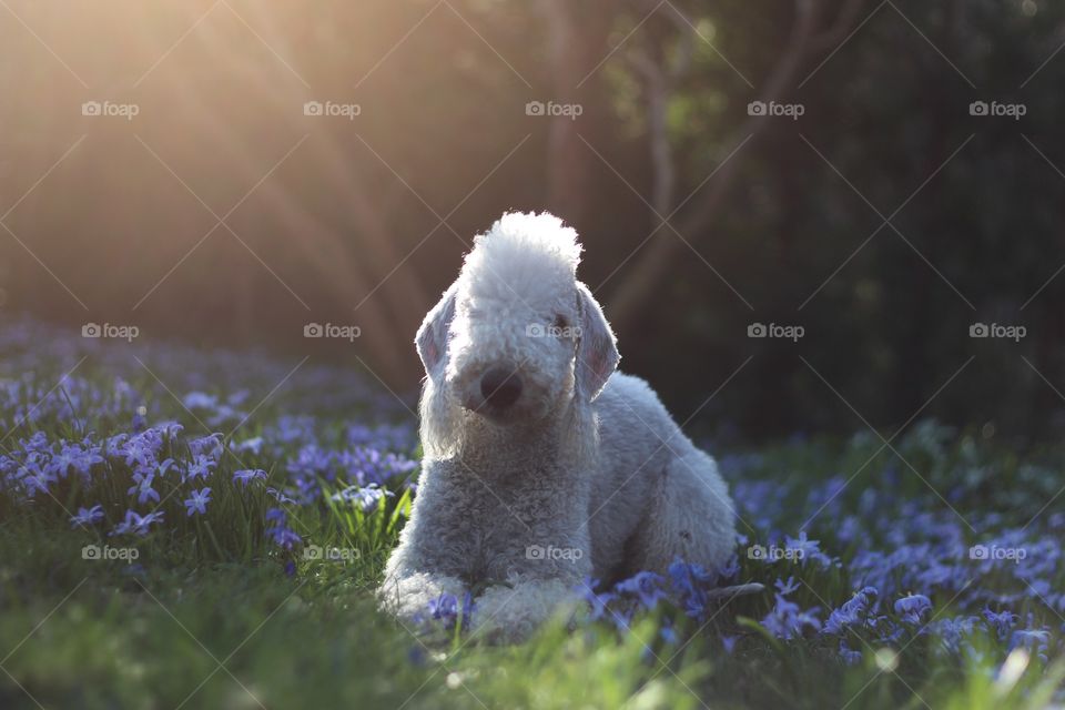 Spring Time. Dog in a sunny scilla field