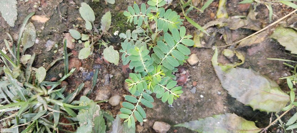 Tree is ready to grow.