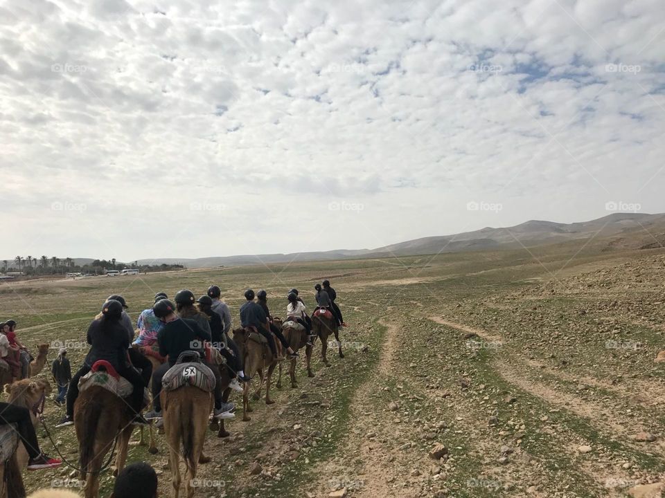 Riding Camels in Israel
