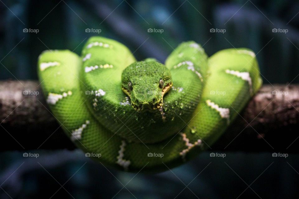 Green python