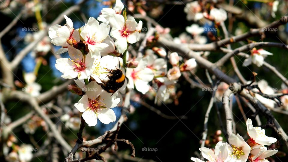 Almendro en flor
Almond Blossom