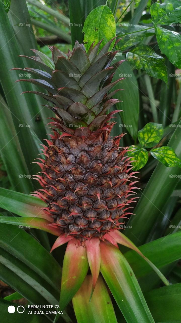Home grown Pineapple 🍍