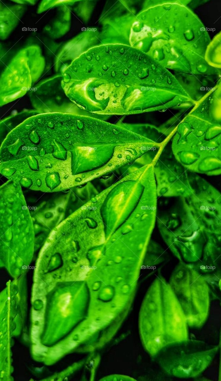 Water drop on leaf 🍃