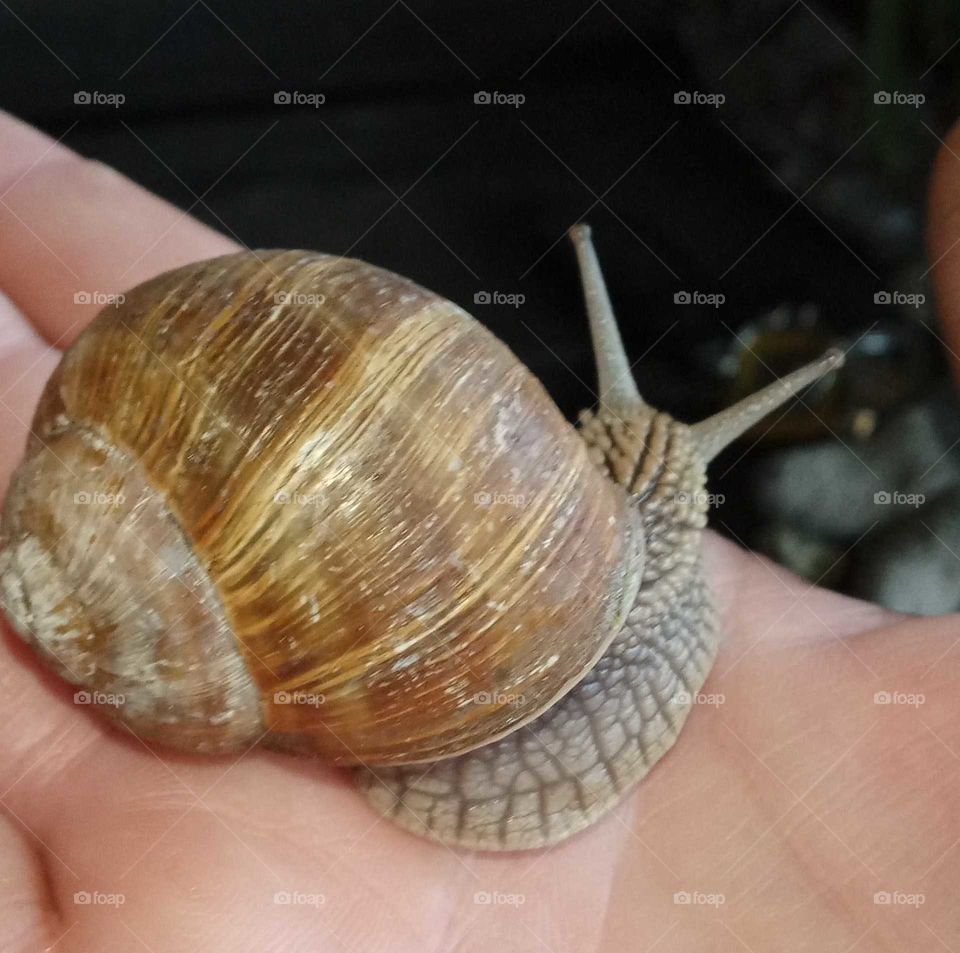 feuchte Schnecke auf der Hand