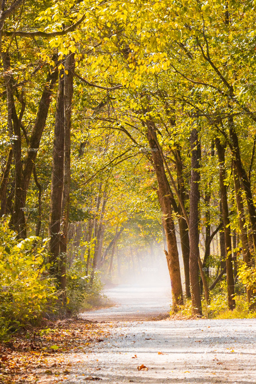 country road in fall with light fog