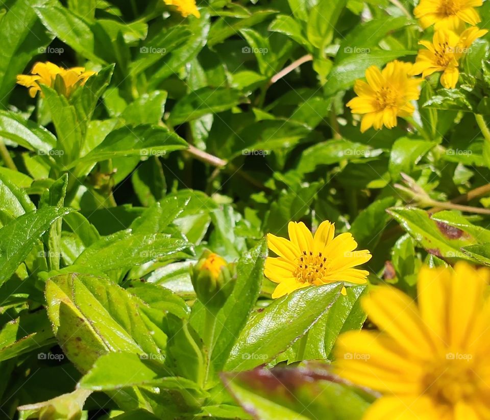 Green plants are always represents freshness and prosperity which motivate us to live happily