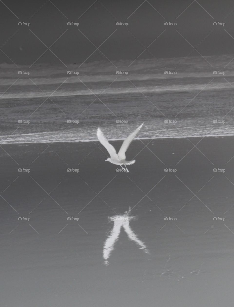 Seagull on the Pacific Ocean - beach bird 