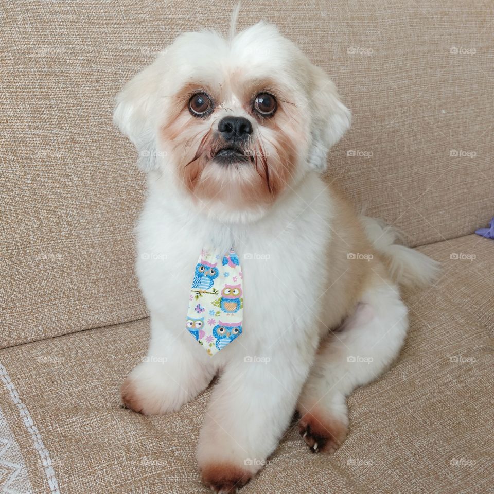 Shih Tzu