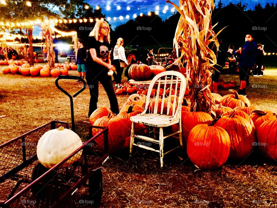 Pumpkin picking in Dallas Texas 