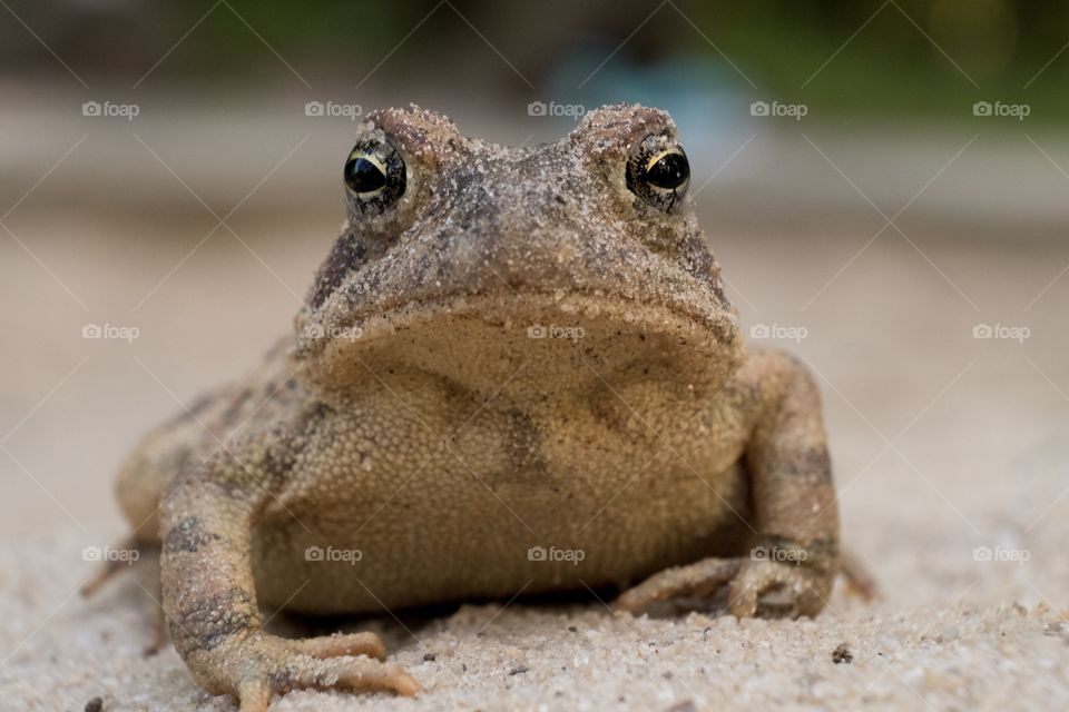 Foap, World in Macro: A Fowler’s Toad that appears to be grumpy maybe because it has sand in its eyes. 