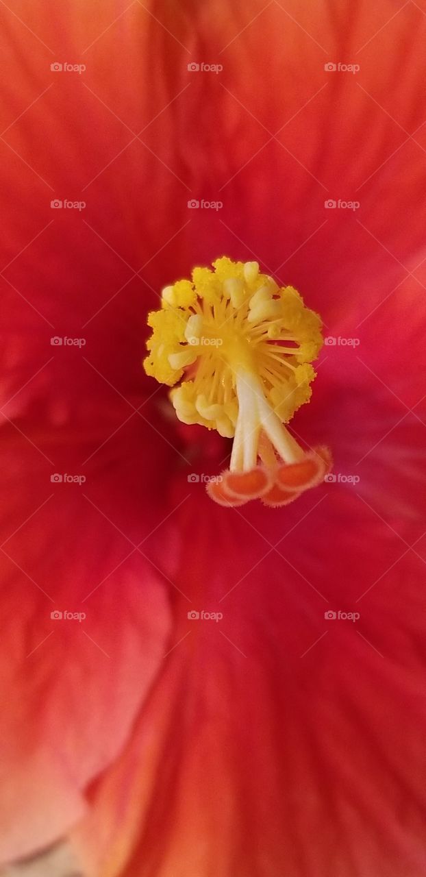 hibiscus flower close up