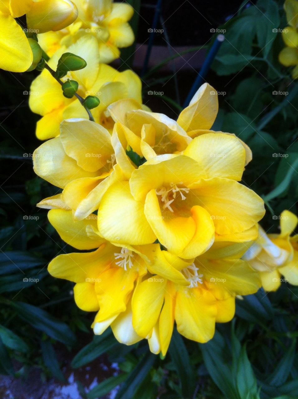 Flowers. Yellow garden fliwers