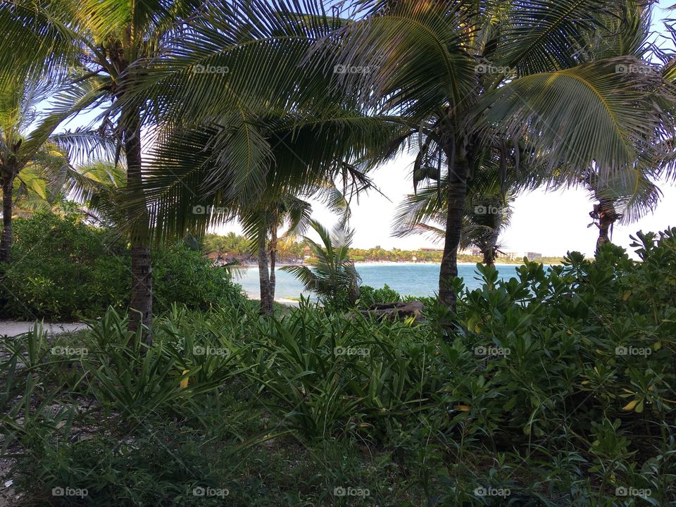 Beautiful landscape near the Grand Palladium White Sands resort in Mexico. Coconut trees are seen in my photo. Paradise!