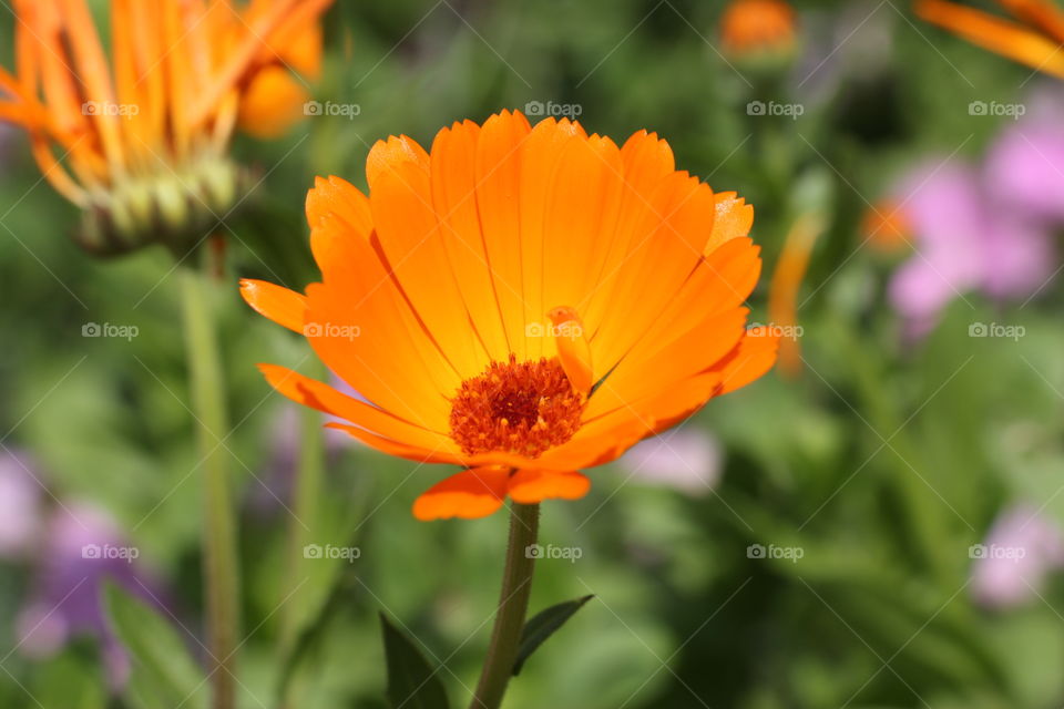 Garden and yellow flower