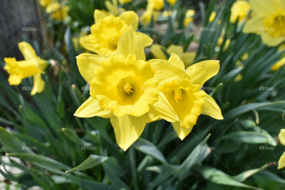 Bright yellow narcissus turn to the sun over green stems. 