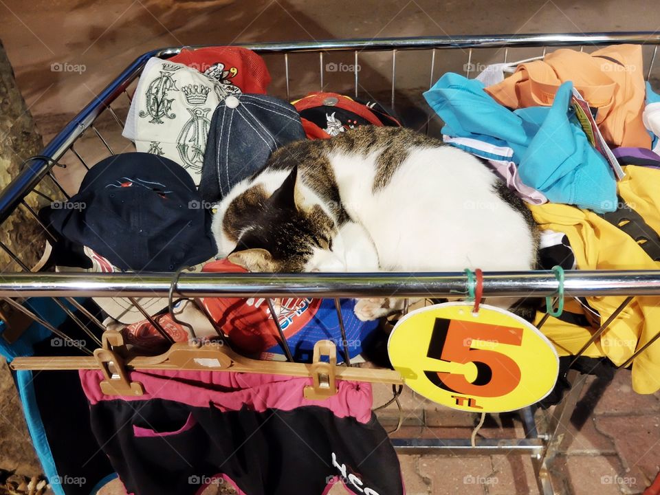 Five Turkish liras. . I went for a walk in Antalia when I saw a shop cart with some cheap stuff. A cat was sleeping there feeling quite comfy