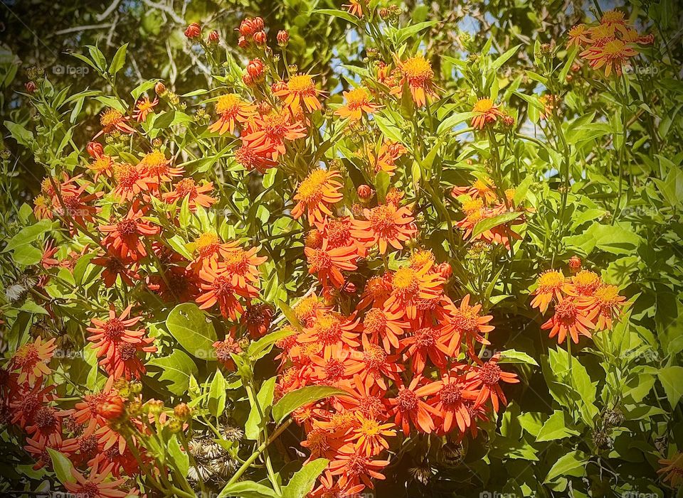 Bright orange flowers in mass.