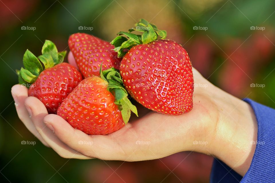 Holding giant strawberries on hand