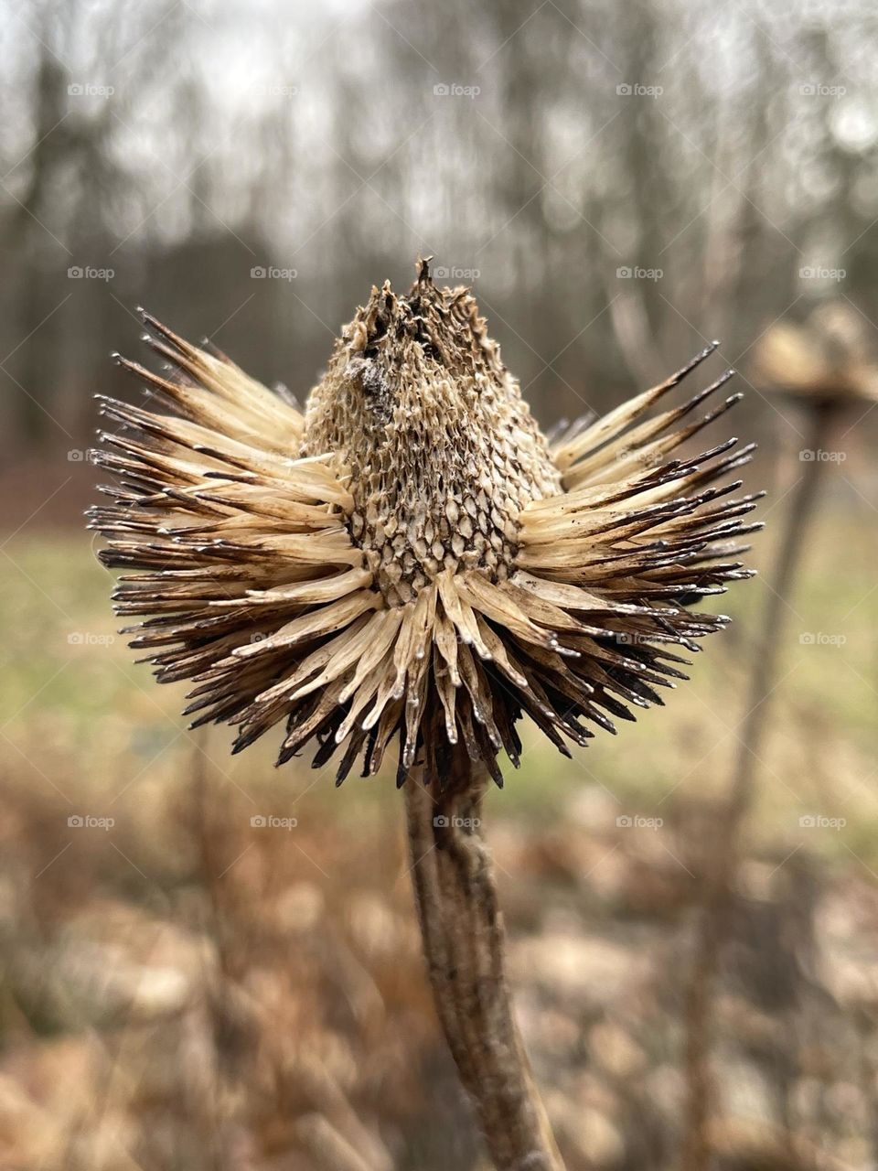 Echinacea seed head in foreground 