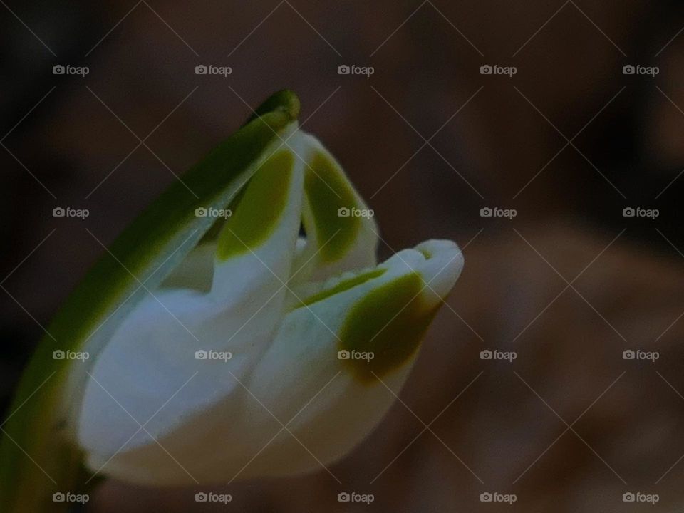Snowdrop flower in Spring Time