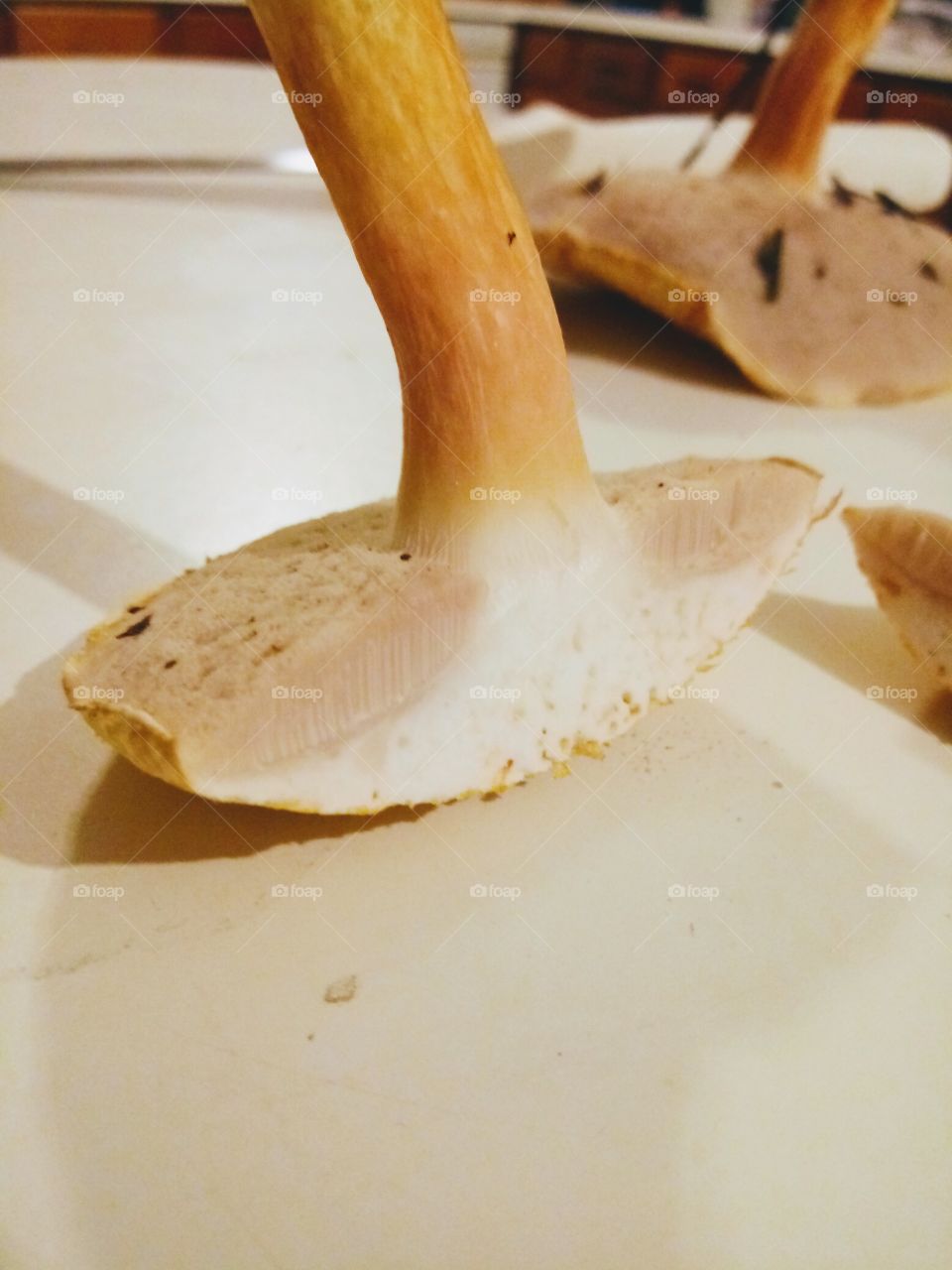 a sliced bolete porcini mushroom forage from the forest