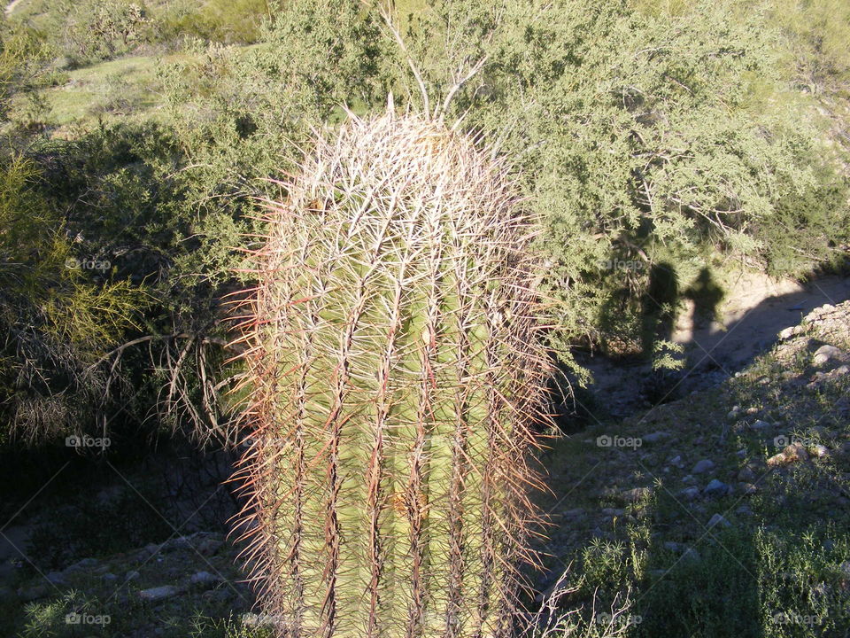 Cactus