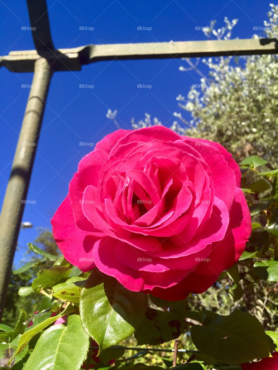 Look up to see the Light