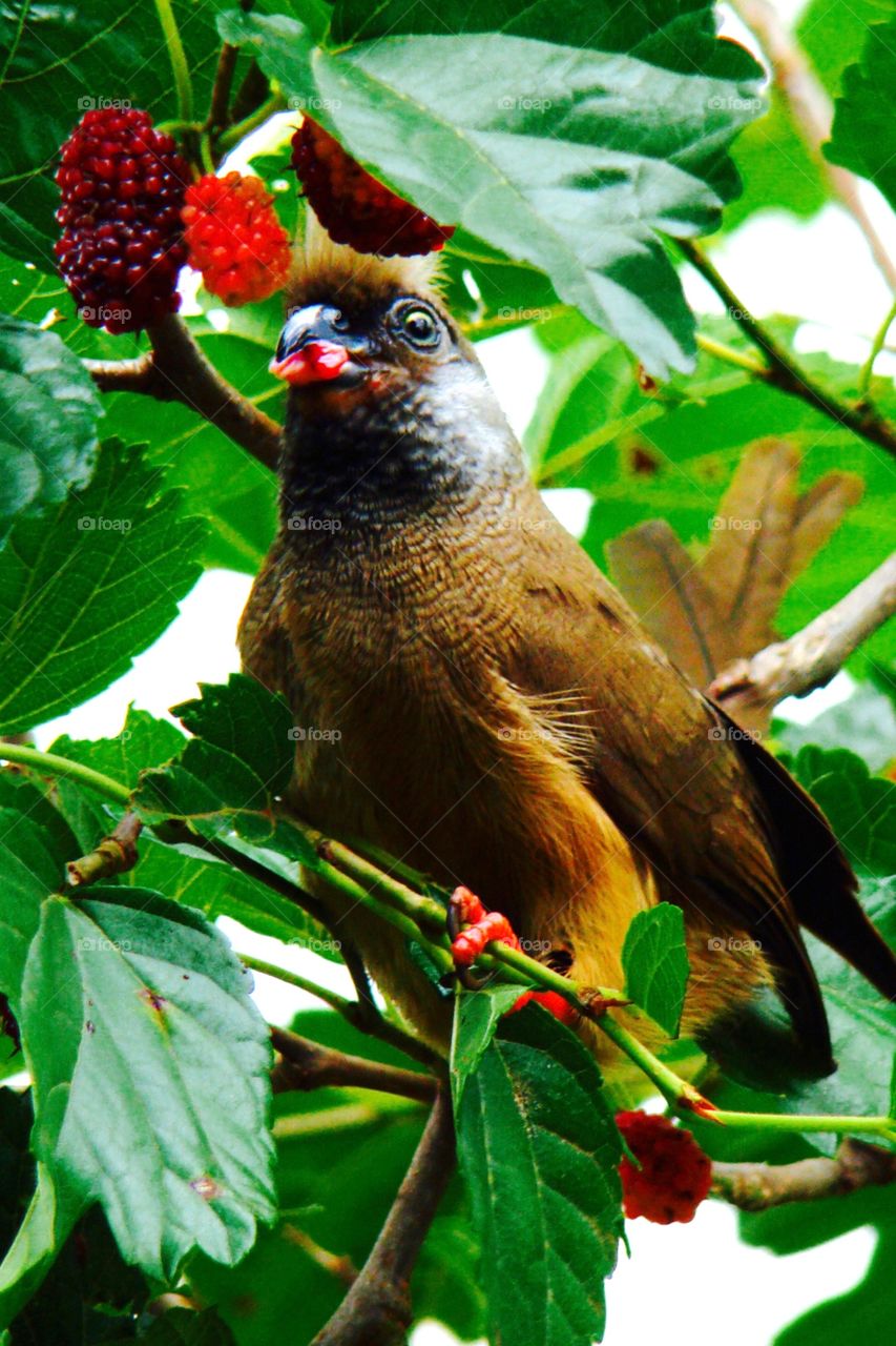 Mouse bird eating berries
