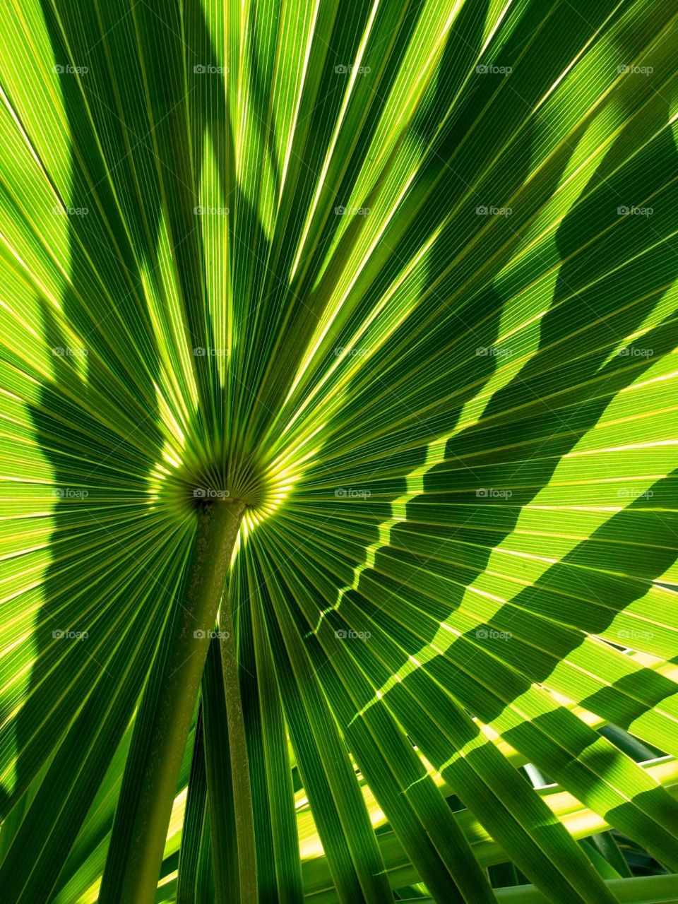 Palm leaf. Palm leaf