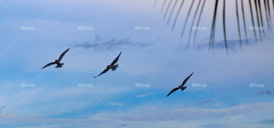 Birds spreading their wings