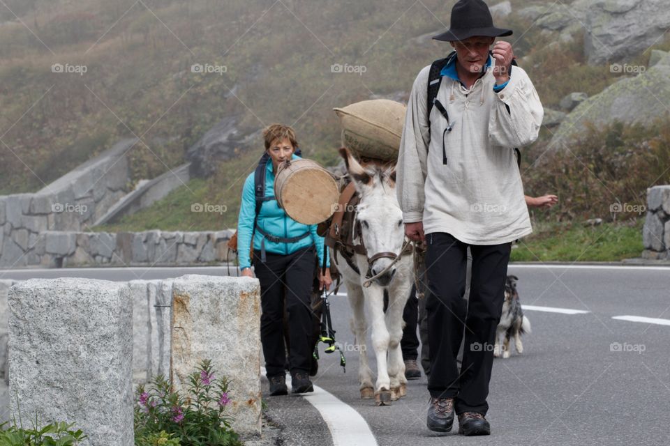 Mountain People Leading Mules On The Swiss Alps