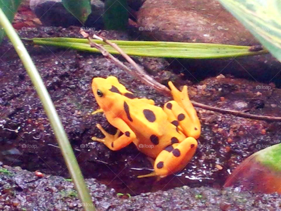 yellow frog. I snap this picture when I was at the Miami zoo