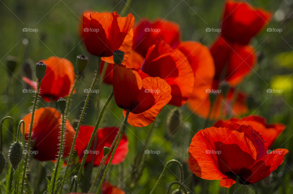 Poppies blowing in the wind